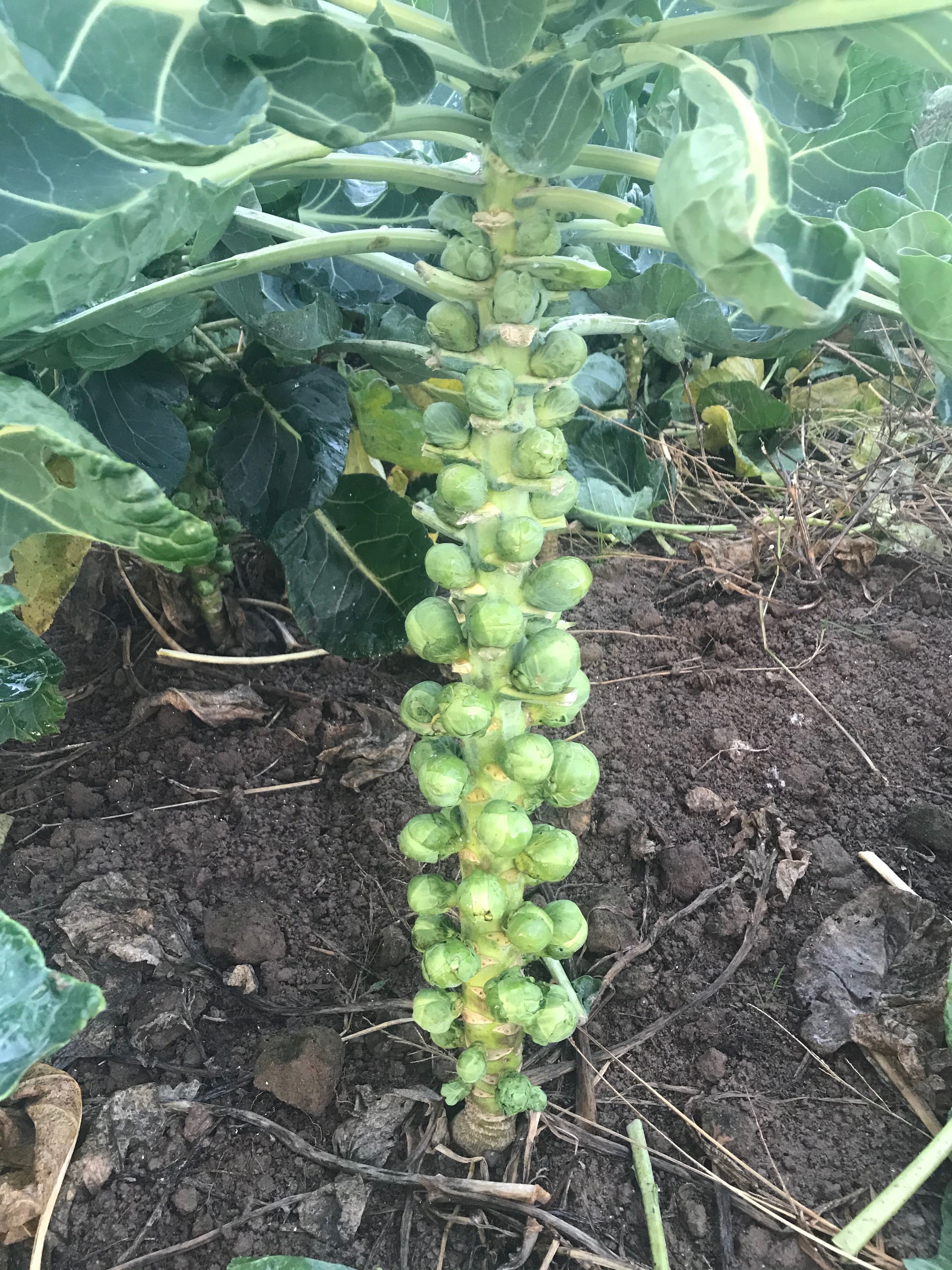 Odoo afbeelding en tekstblok